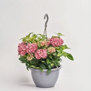 Hortensja czerwona 10 pędów