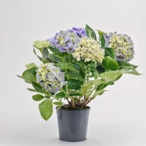 Hortensja fioletowa 3 pędów