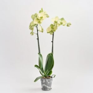 Phalaenopsis 2 pędów. mix