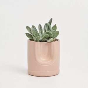 Sukulenty mix w ceramice