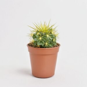 Echinocactus Rainbow