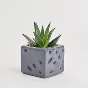 Sukulenty mix w ceramice