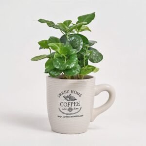 Kawa Arabica w filiżance