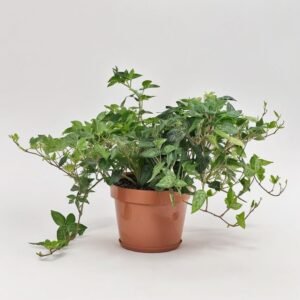 Hedera mix