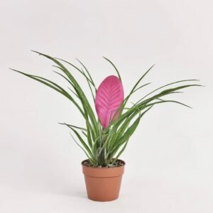 Tillandsia Anita w ceramice