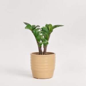 Zamiokulkas Zenzi Naomi w ceramice