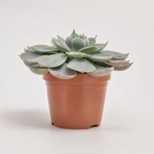 Echeveria mix