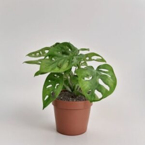 Monstera Adansona