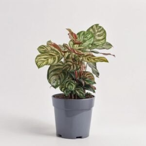 Calathea mix