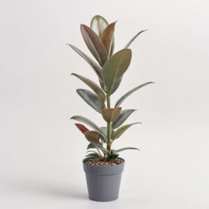 Fikus el. Melanie 1szt.