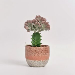 Euforbia Cristata mix w ceramice