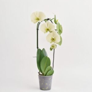 Phalaenopsis kaskada 1 pęd mix