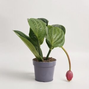 Medinilla Flamenco 2 pędów