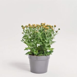 Chryzantema Jellyfish mix