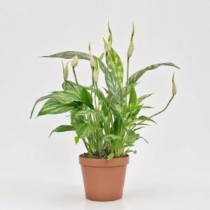 Skrzydłokwiat Chopin