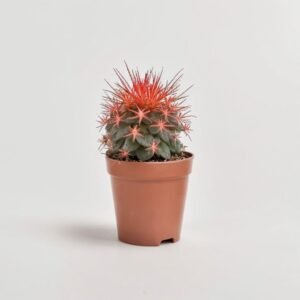 Echinocactus Rainbow