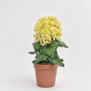 Chryzantema Coco mix