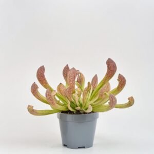 Sarracenia