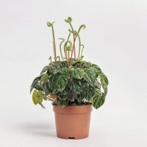 Peperomia Lilian