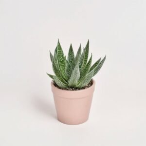 Sukulenty mix w ceramice