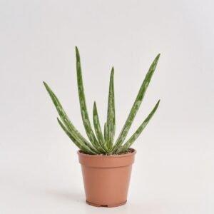 Aloes Vera