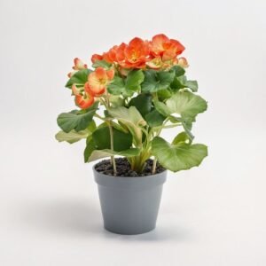 Begonia mix