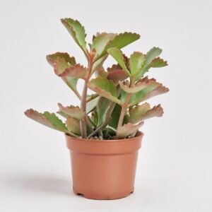 Kalanchoe Rubinea