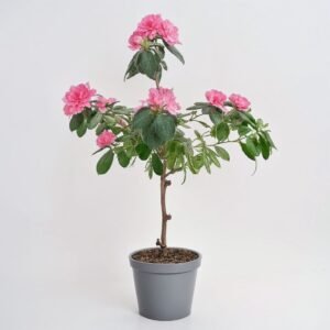 Azalia mix szczepiona