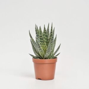 Aloes Tiki Tahi