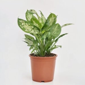 Diffenbachia Compacta