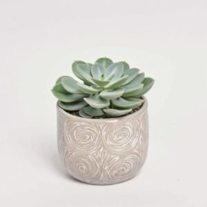 Echeveria mix w ceramice