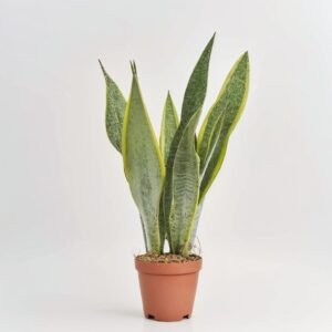 Sansewieria Laurentii