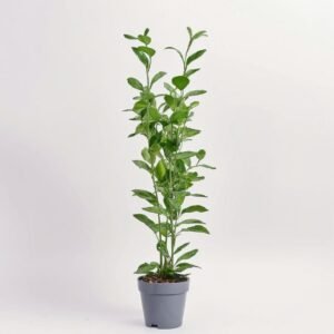 Fikus Microcarpa Moclame