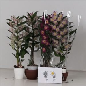 Dendrobium Nobile mix 1 pęd