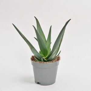 Aloes Vera