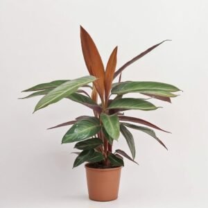 Calathea mix