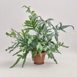 Phlebodium Blue Star