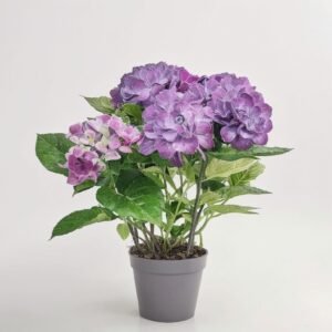 Hortensja mix 5 pędów