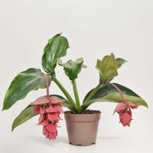Medinilla Dolce Rosa