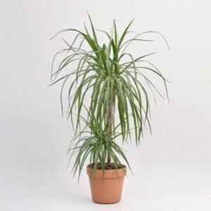Dracena Marginata 2 pędy.