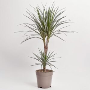 Dracena Marginata Magenta 2 pędy