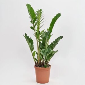 Zamiokulkas 5 pędów