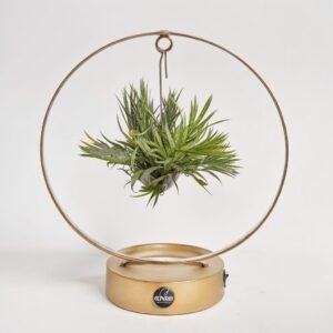 Tillandsia Ring z podświetleniem