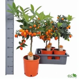 Cytrofortunella Margarita kumkwat