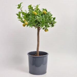 Cytrofortunella Margarita
