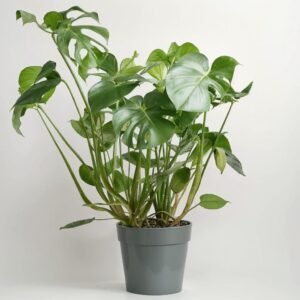 Monstera Deliciosa