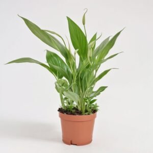 Skrzydłokwiat Allana