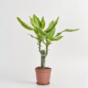 Dracena  Golden Queen 1 pęd