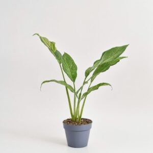 Skrzydłokwiat Diamond