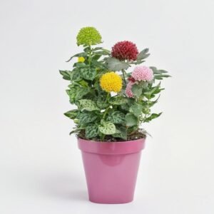 Chryzantema Ebbi mix  doniczce